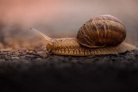 brown snail selective focus photography thumbnail