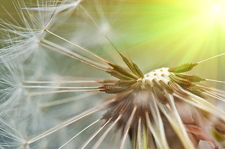 white dandelion closeup photography thumbnail