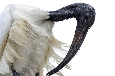 white feathered bird with brown long beak thumbnail