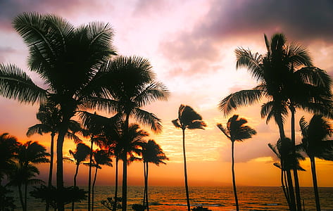 silhouette of coconut palm trees near body of water during golden hour thumbnail