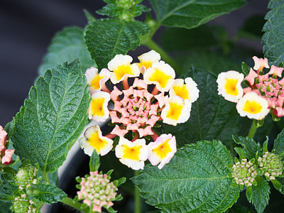 West Indian Lantana thumbnail