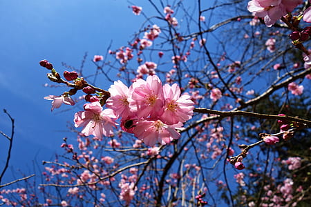 closeup photo of pink petaled flowers thumbnail