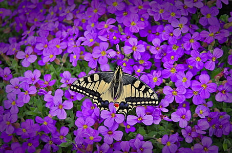 Eastern tiger swallowtail butterfly perching on purple flowers thumbnail