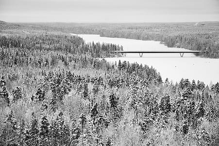 gray scale photography of trees thumbnail