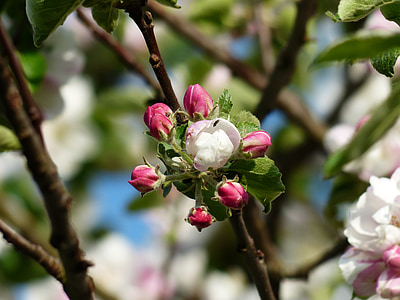 selective focus photography of pink and white flowers thumbnail