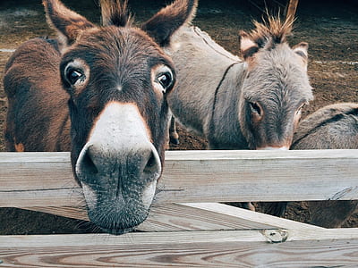 brown donkey beside fence thumbnail