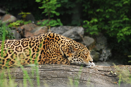 adult jaguar sleeping on gray rock thumbnail