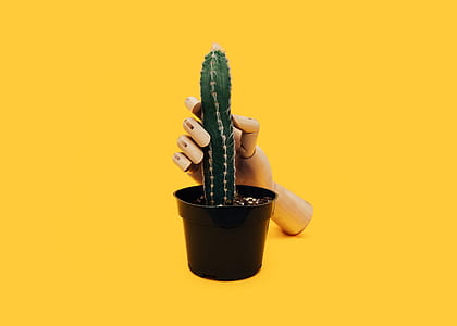 mannequin hand holding green cactus thumbnail