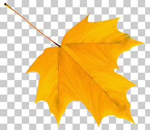 Autumn leaf color Yellow , Yellow Autumn Leaf , yellow maple leaf PNG clipart