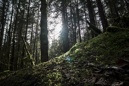 low angle photography of green forest during daytime thumbnail