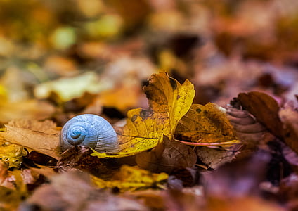 shallow focus photo of brown snail on maple leaf thumbnail
