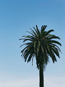 Coconut tree thumbnail