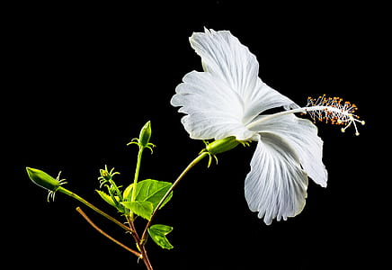white hibiscus thumbnail