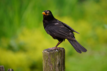 black bird standing on brown branch thumbnail