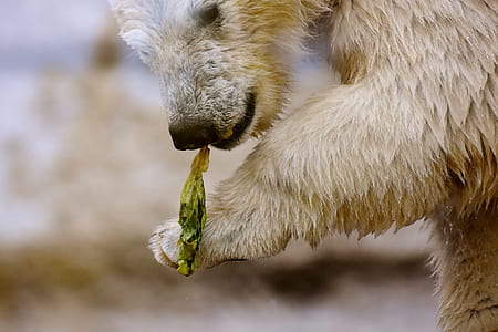 wildlife photography of brown bear thumbnail