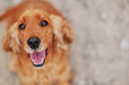 adult tan cocker spaniel on focus photo thumbnail