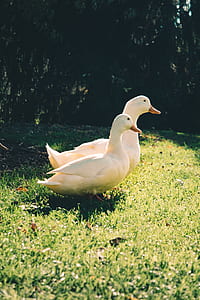 Two White Ducks on Green Grass Field thumbnail