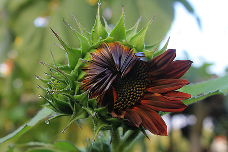 Sun Flower Velvet Queen, Plant thumbnail