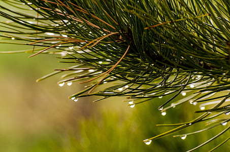 macro shot photography of water droplets on leaf thumbnail