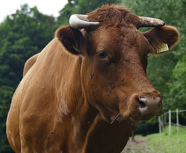 brown bull thumbnail