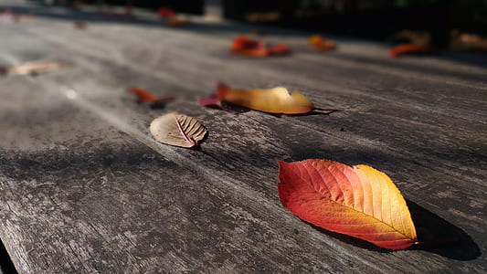 shallow focus photography of leaves on table thumbnail