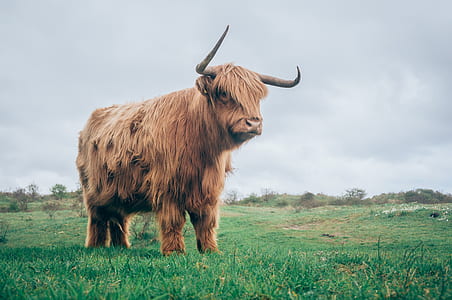 brown ox in green grass fiend thumbnail