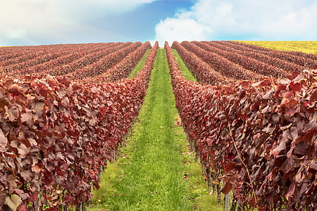 red leaf plant field close-up photography thumbnail