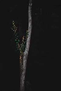 green tree thumbnail