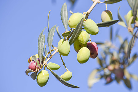 close-up photo of small green fruit thumbnail