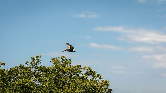gray bird flying in the sky during daytime thumbnail