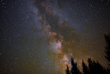 green leafed trees during nighttime thumbnail