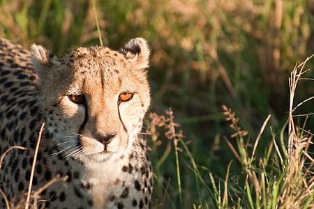 selective focus photography of cheetah thumbnail