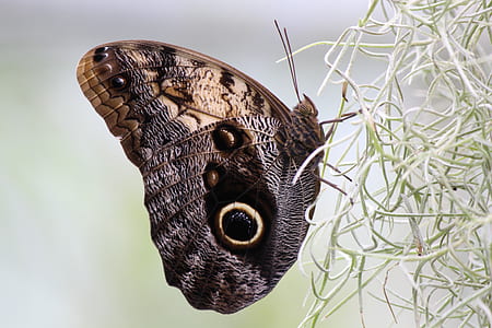 brown and black peacock butterfly in closeup photography thumbnail