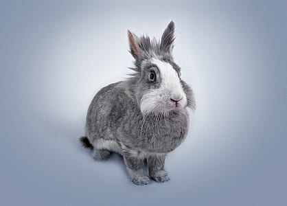 animal, pet, cute, sitting thumbnail