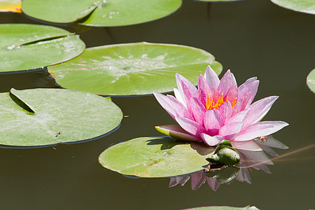 pink water lily on body of water thumbnail