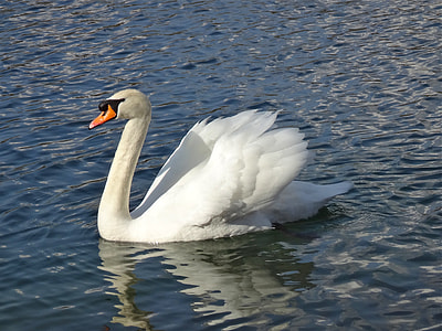Mute Swan thumbnail