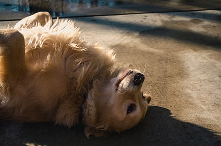 Adult Golden Retriever Lying on Concrete Road thumbnail