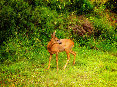 brown goat in field thumbnail