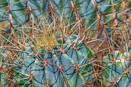 closeup photo of ball cacti thumbnail