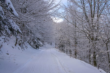 cold, snow, road, landscape thumbnail