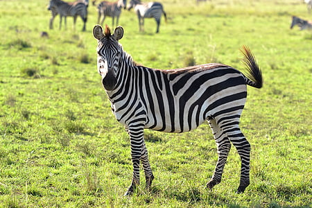 zebra on farm thumbnail