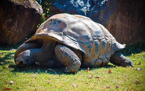 brown tortoise on grass thumbnail