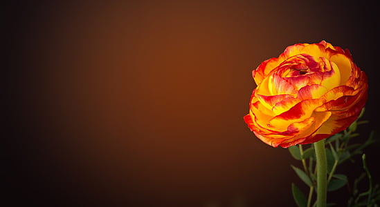 white and red petal flower thumbnail