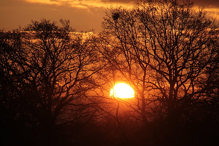 photo of bare trees during golden hour thumbnail