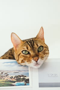 brown tabby cat leaning jaw on table with photographs thumbnail