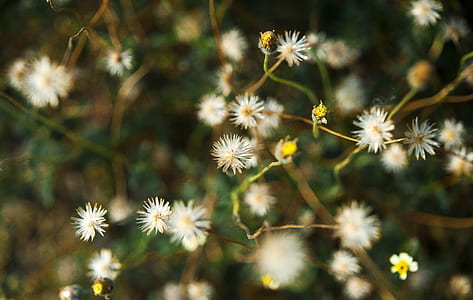 White Dandelion Flower thumbnail