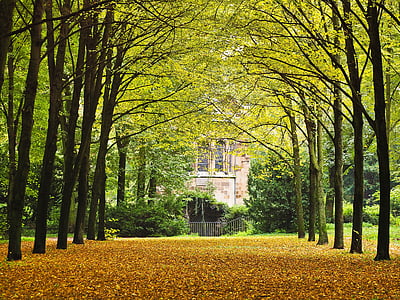 house surrounded by trees thumbnail