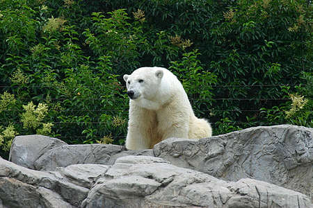 white polar bear on stone thumbnail