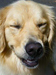 close up photography of adult Golden retriever thumbnail