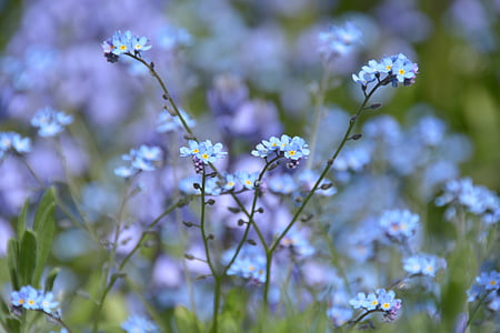 selective photography of blue petaled flwoer thumbnail